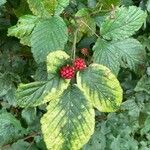 Rubus gratus Frukt