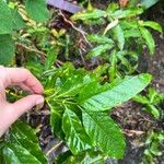 Coffea stenophylla Blad