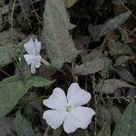 Thunbergia fragransFlower