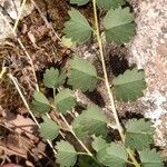 Poterium sanguisorba Blatt