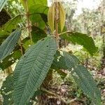 Miconia elata 葉