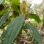 Miconia elata Feuille