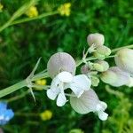 Silene vulgarisFlower