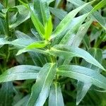 Erigeron speciosus Leaf