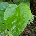 Abutilon theophrastiЛист