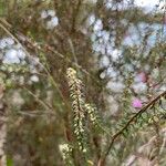 Erica scoparia Blomma