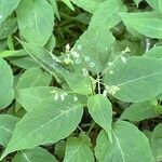 Circaea canadensis Blatt