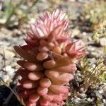 Sedum andegavense 花