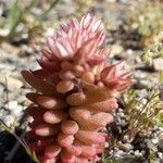 Sedum andegavense Blüte