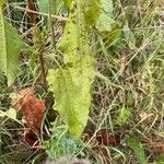 Rumex obtusifolius Leaf