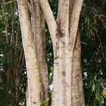 Hydnocarpus castaneus പുറംതൊലി