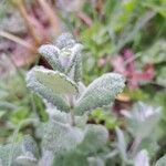 Mentha × villosa Frunză