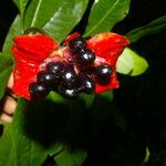 Psychotria elata Frutto