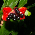 Psychotria elata Плод
