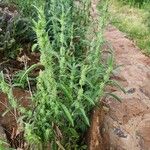 Meiosperma bracteatum Φύλλο