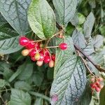 Cotoneaster bullatus 果實