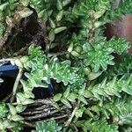 Sedum moranense Leaf
