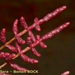 Salicornia procumbens ফল