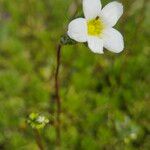 Saxifraga hypnoides Fula