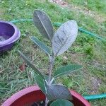 Feijoa sellowiana Leaf