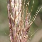 Bothriochloa bladhii 果實