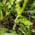 Cirsium dissectum Leaf