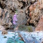 Digitalis minor Flower