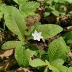 Lysimachia europaea Blomst