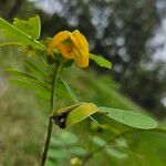 Senna obtusifolia പുഷ്പം