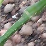 Brillantaisia cicatricosa Ŝelo