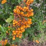 Pyracantha crenulataFruit