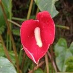 Anthurium scherzerianumFloare