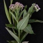 Asclepias mellodora Floare