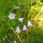 Campanula rotundifoliaFlower