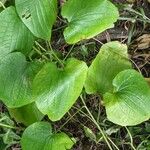 Smilax herbacea ഇല