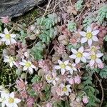 Sedum dasyphyllumFiore