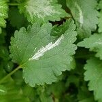 Lamium maculatum Folio