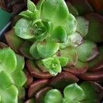 Aeonium castello-paivae Likasa