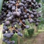 Ligustrum lucidum Fruit