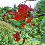 Erythrina stricta Květ