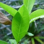 Chionanthus broomeanus Feuille