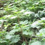 Oplopanax horridus Hoja