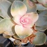 Echeveria gibbifloraFulla