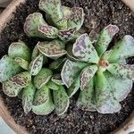 Adromischus cooperi Blad