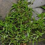 Oldenlandia lancifolia Vivejo