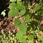 Cornus drummondii Blatt