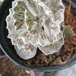 Kalanchoe rhombopilosa Blatt