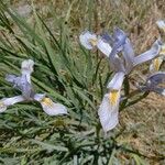 Iris missouriensis Flower