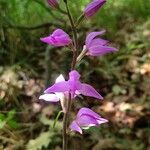 Cephalanthera rubra Žiedas