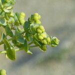 Euphorbia paralias Arall